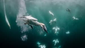 Open sea