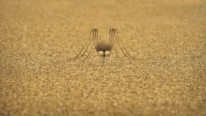 The mosquito of the caribbean