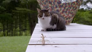 Miyagi: Guardian Kitties