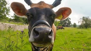 Community Farm - Herefordshire