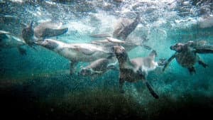 Underwater Special