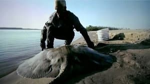 Killer Sharks And Rays