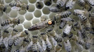 Insectageddon