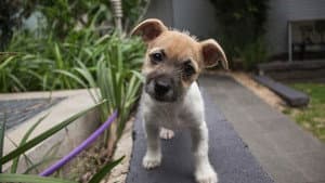 Dogs: the Early Years