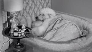 Drysdale's Dog Days