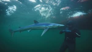 North Atlantic Special