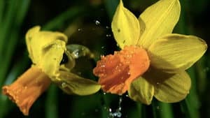 First Signs of Spring