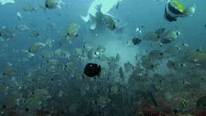 Killers of the Deep
