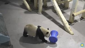 Pandas: What is their power?