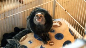Serious Monkey Business
