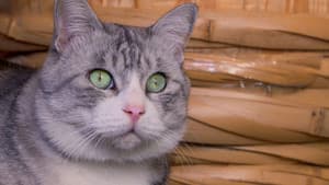 Saitama: Kitty Hospitality in Kawagoe