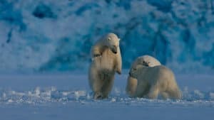 Polar Bear Winter