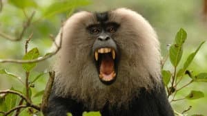Rajan Monkey on a Mission