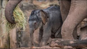 Extraordinary Births Special