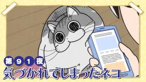 Night 91: Exposed Cat