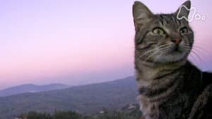 Sicily