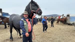 Romania's Controversial Horse Markets