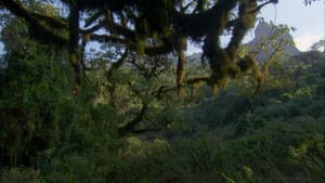 Deleted Scene - Harenna Forest