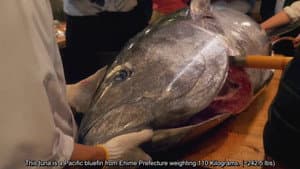 Go to the tuna cutting show!