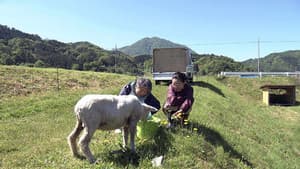 A Country Town's Woolly Heroes
