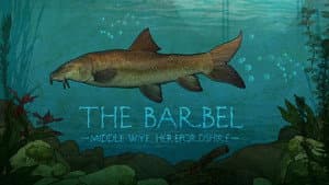 The Barbel: Middle Wye, Herefordshire