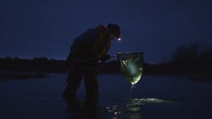 The Million Dollar Baby Eel Deal