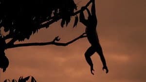 Battle In The Treetop