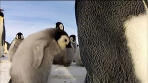 Penguins: Spy in the Huddle: The Journey