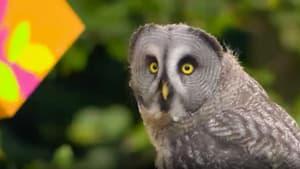 Owls and Lamp Posts