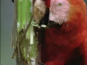 The Insatiable Appetite