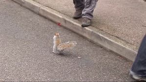 The Squirrel