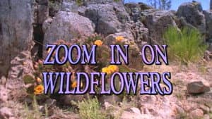Zoom in on Wildflowers