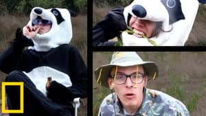 Giant Panda Mating Season | Wildlife Documentary
