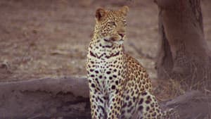 Africa