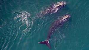 Saving the Right Whale