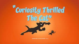 Curiosity Thrilled The Cat