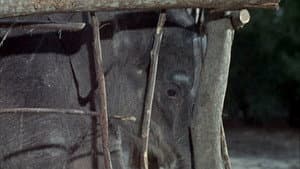 Flipper and the Elephant (1)
