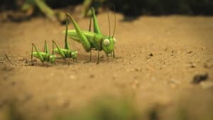 The grasshopper who didn't know how to leap