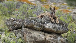 Wild Things
