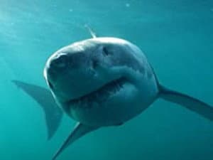 Great White Shark