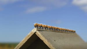 beehive on a troll