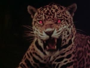 The Jaguar's Eyes Are Red