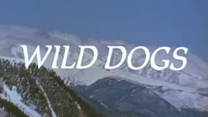 Wild Dogs