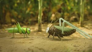An acorn season