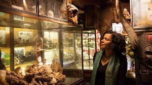Wondrous Obsessions: The Cabinet of Curiosities