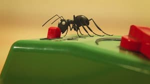 Ants on the train