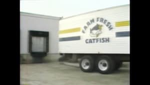 Catfish Fever