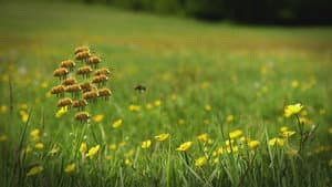 Honey fly