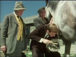 Horse Sense