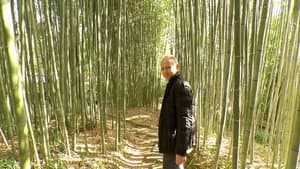 Bamboo
